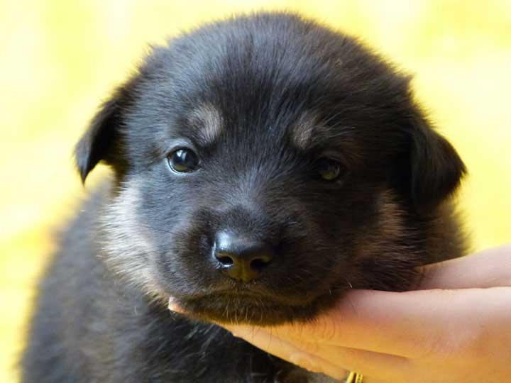 chinook puppy